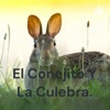 El Conejito Y La Culebra.🐰🐍