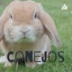 Todo sobre los conejos