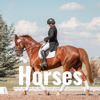 Horses - The Equestrian