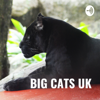 BIG CATS UK - FACT OR FICTION (let's chat) - Big Cats Uk - fact or fiction