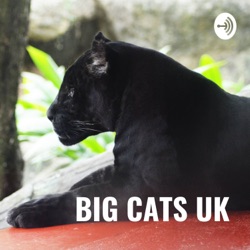 BIG CATS UK - FACT OR FICTION (let's chat)