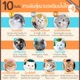 10 สายพันธ์ุแมวยอดนิยมในไทยจะมีพันธุ์อะไรบ้าง ไปฟังกันเลย~