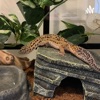 Leopard Gecko Care