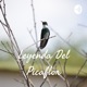 Leyenda Del Picaflor