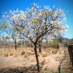 #24 Dia da Amazônia: 5 de Setembro