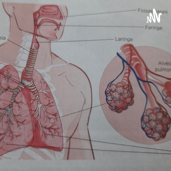 Sistema Respiratório E Cardiovasculares 