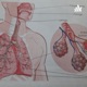 Sistema Respiratório E Cardiovasculares 
