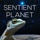 S2 An Icon for Our Sentient Planet with Mark Stoop