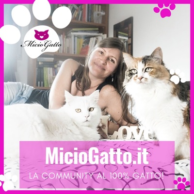 MicioGatto - Tutto sui gatti! MicioGatto - Tutto sui gatti!