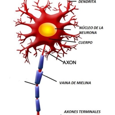 Actividad n. 5 corte científico sobre las neuronas