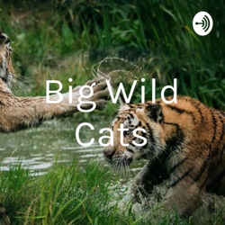 Big Wild Cats