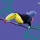 Mr. Tropical