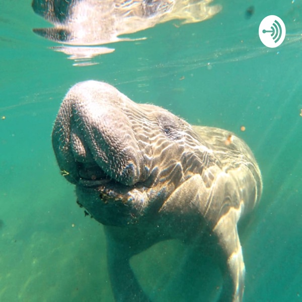 The Manatee