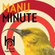 Manu Minute: The black francolin