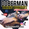 Doberman Training and History Podcast by The Doberman Guy