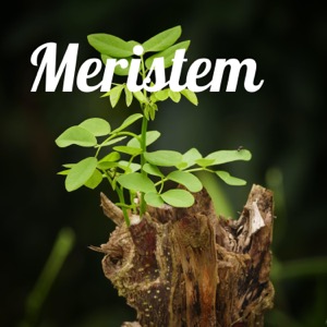 Meristem