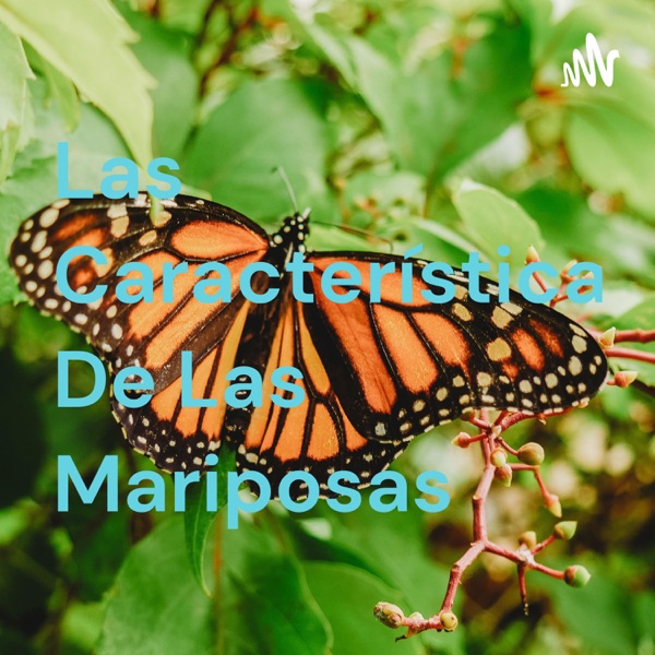 Las Características De Las Mariposas