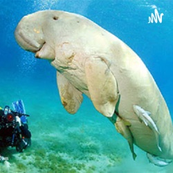  Daily Dugong