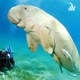 Human impact on dugongs