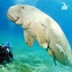  Daily Dugong