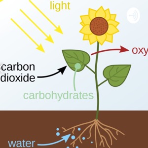 Photosynthesis