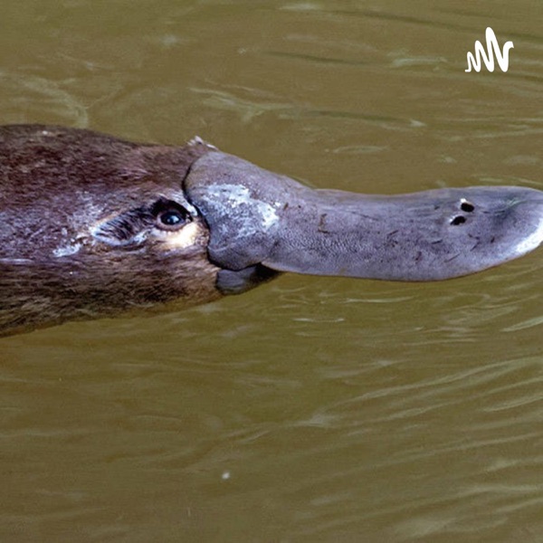 El Animal Que Muchos Piensan Que No Es De Este Planeta 