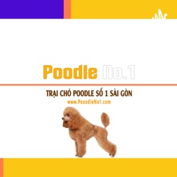 Poodle No1