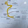 Anatomy Facial Nerve FRCA - Jane Bembridge