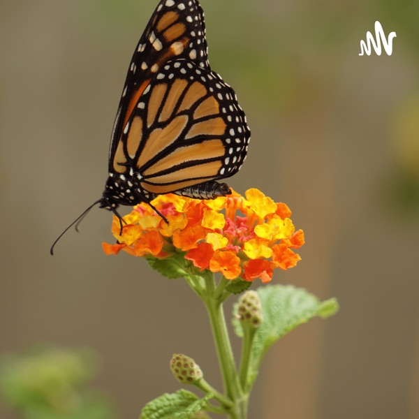 Efecto Mariposa 🦋