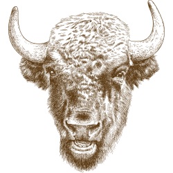 Free Range Buffalo