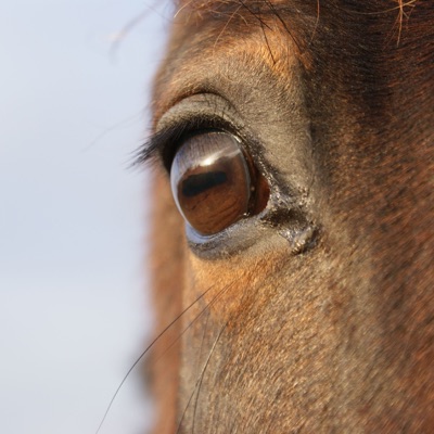 Cheval-facile Cheval-facile