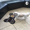 Exclusive Pet Grooming - Josny Bustamante