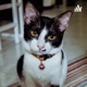 Panda dan Kucing