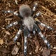 Episode 3: Grammastola pulchripes