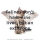 Felines don't have nine lives, but an extra one