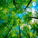 Podcast on Video 1: Investigating Trees 