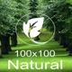 100x100 natural