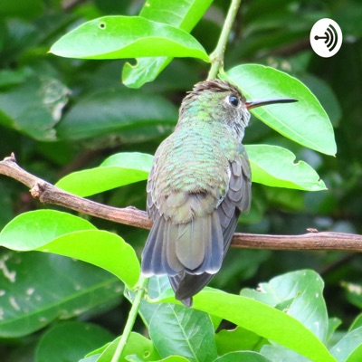 Sons de pássaros na natureza