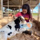 Dairycast
