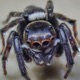 How To Meet Tarantulas?