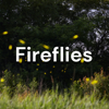 Fireflies - Ash ash