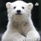 ¿Conocés a los Osos Polares?
