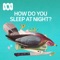 How Do You Sleep At Night?