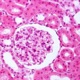 Importancia Da Histologia 