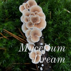 Mycelium Dream