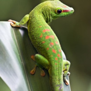 Culture Gecko