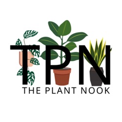 Episode 66: Plant Tid Bits: Philodendron brandtianum