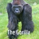 The Gorilla 