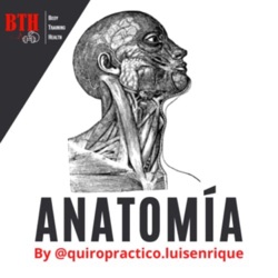 BTH-Anatomía