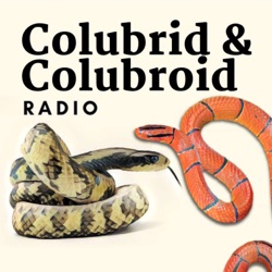 Clint and Zac talk Colubrids...